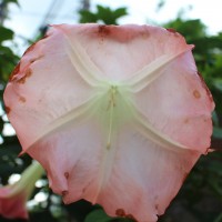 Brugmansia suaveolens (Humb. & Bonpl. ex Willd.) Sweet